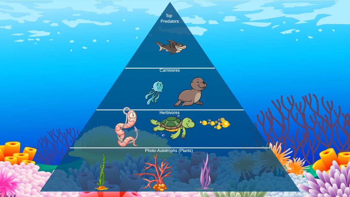 Ocean Ecological Pyramid