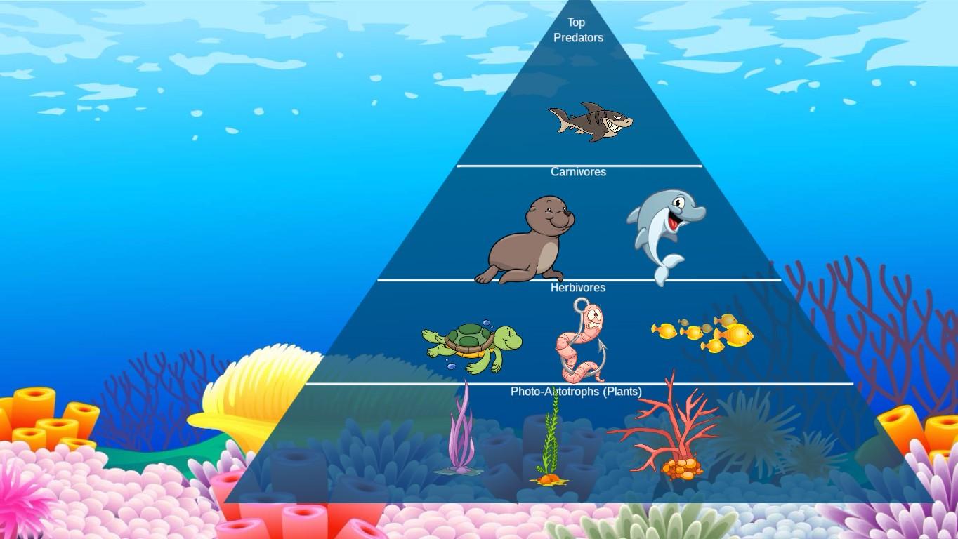 Ocean Ecological Pyramid