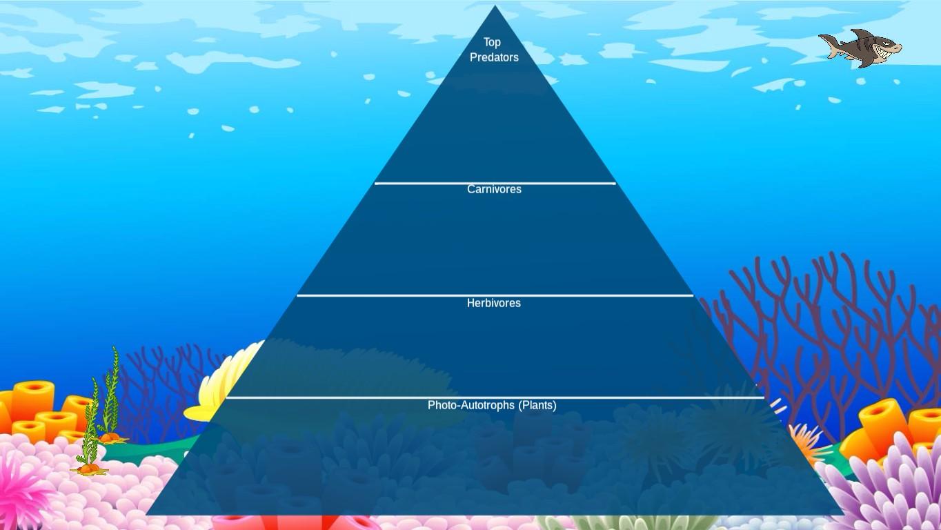 Ocean Ecological Pyramid