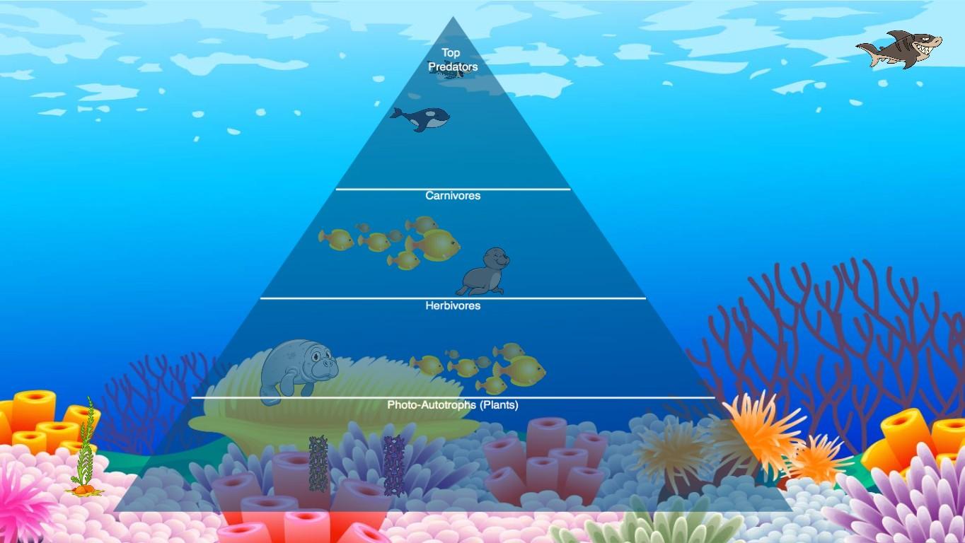 Ocean Ecological Pyramid