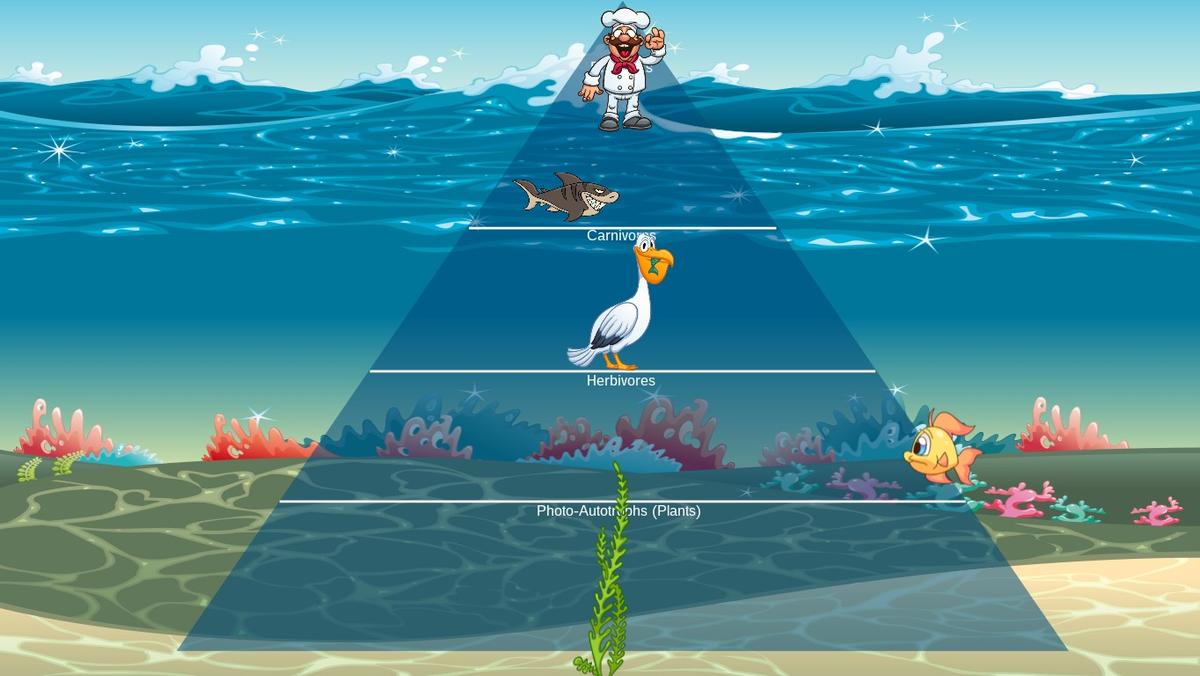 Ocean Ecological Pyramid