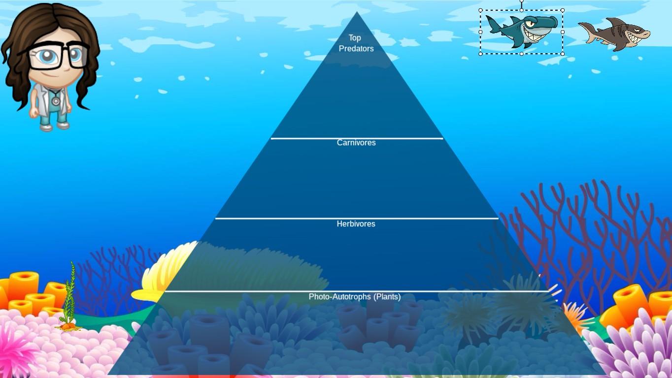 Ocean Ecological Pyramid