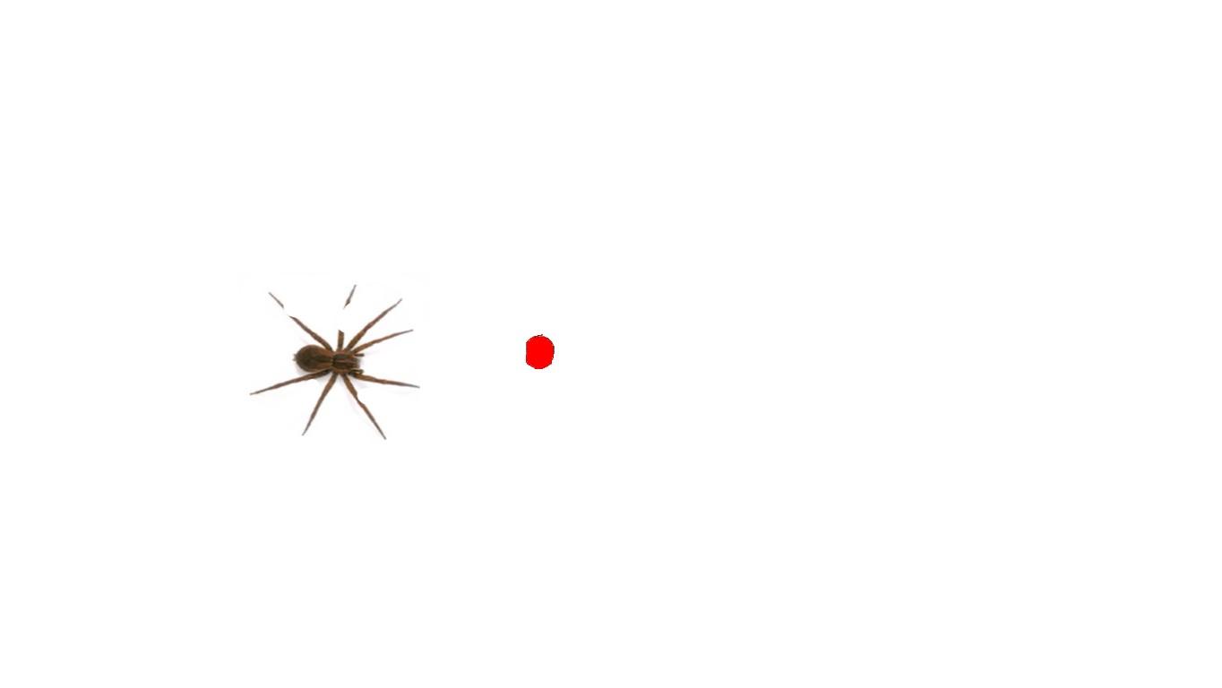 lazer pointer spider