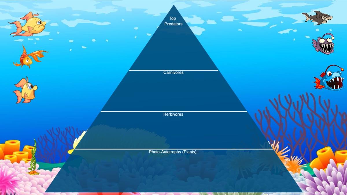 Ocean Ecological Pyramid