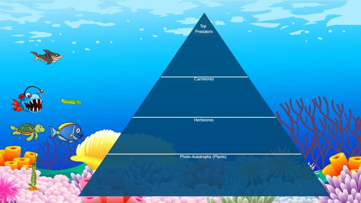 Ocean Ecological Pyramid