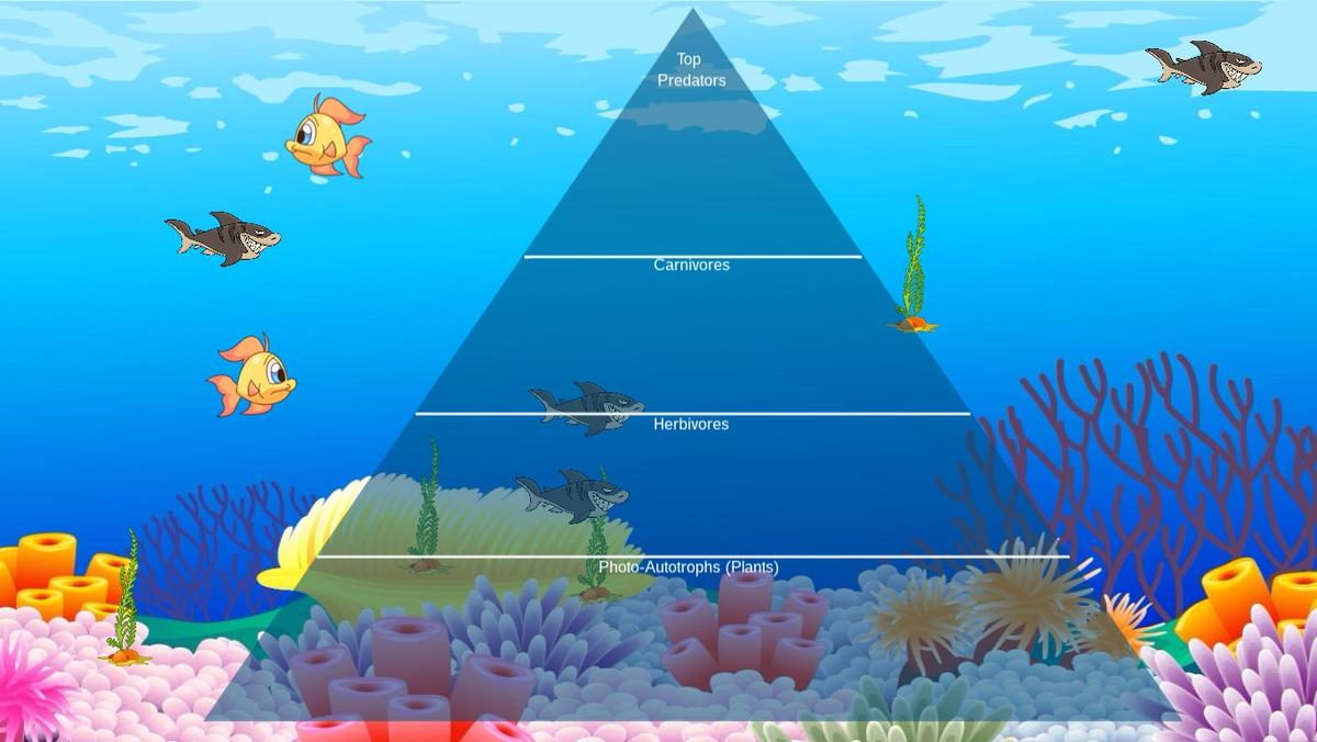 Ocean Ecological Pyramid