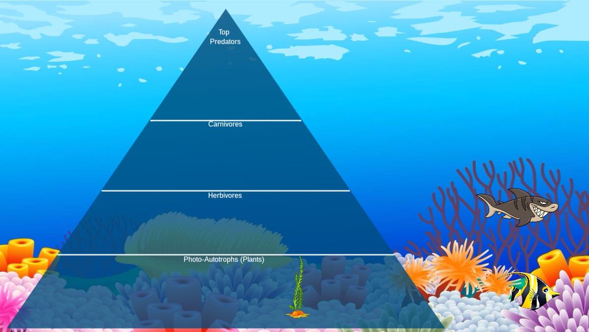 Ocean Ecological Pyramid