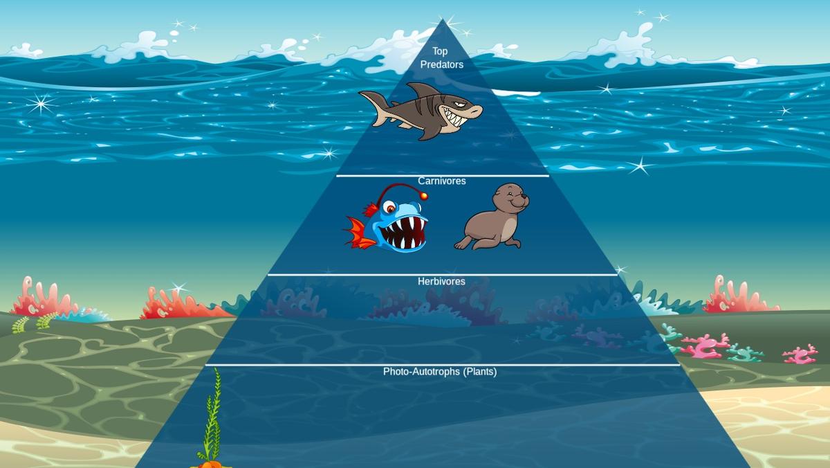 Ocean Ecological Pyramid