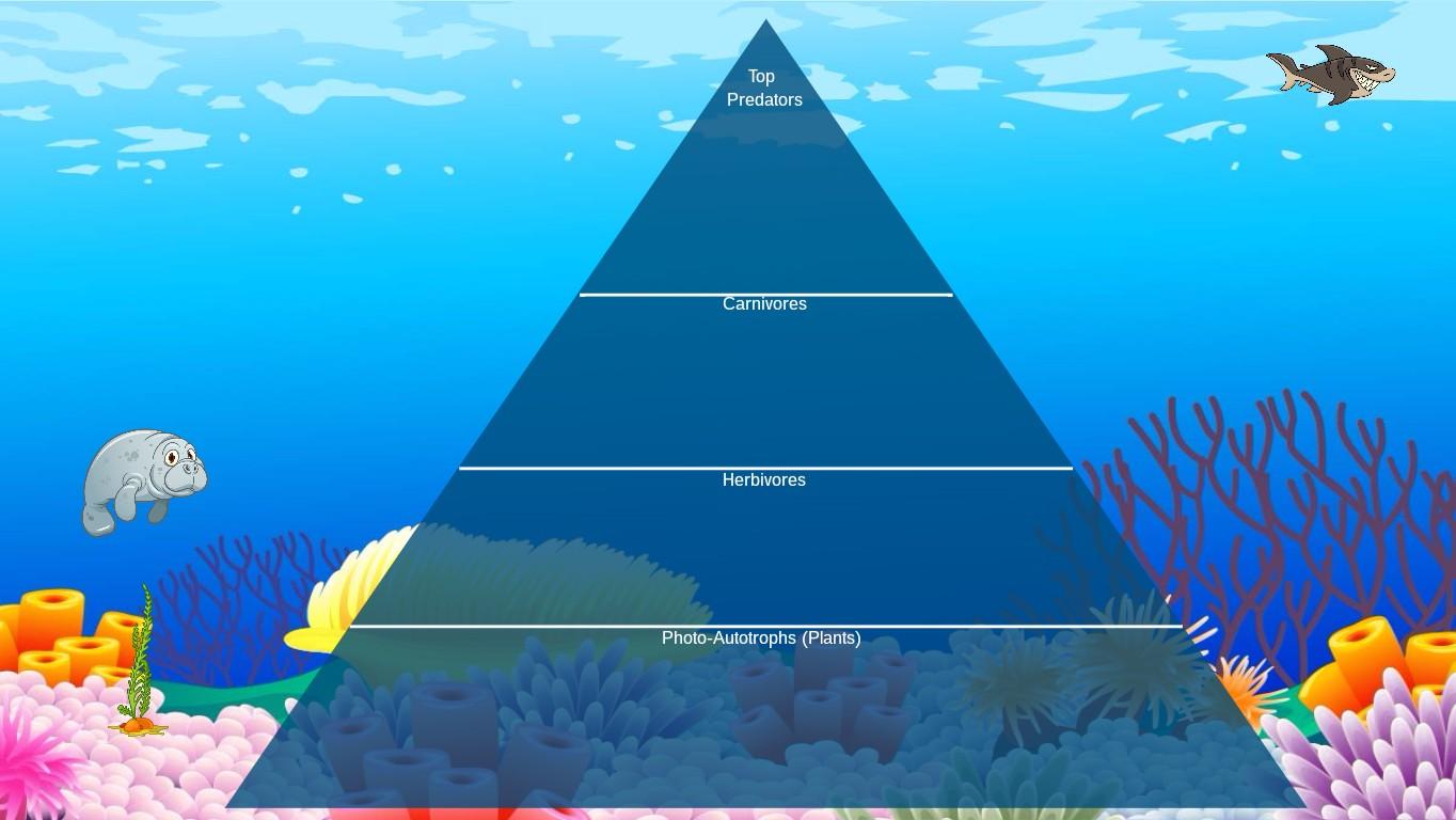 Ocean Ecological Pyramid