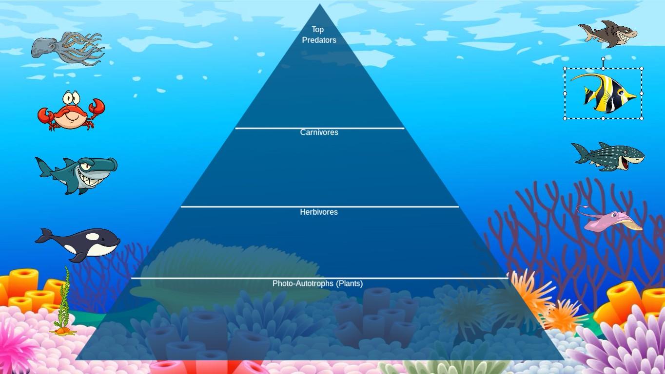 Ocean Ecological Pyramid