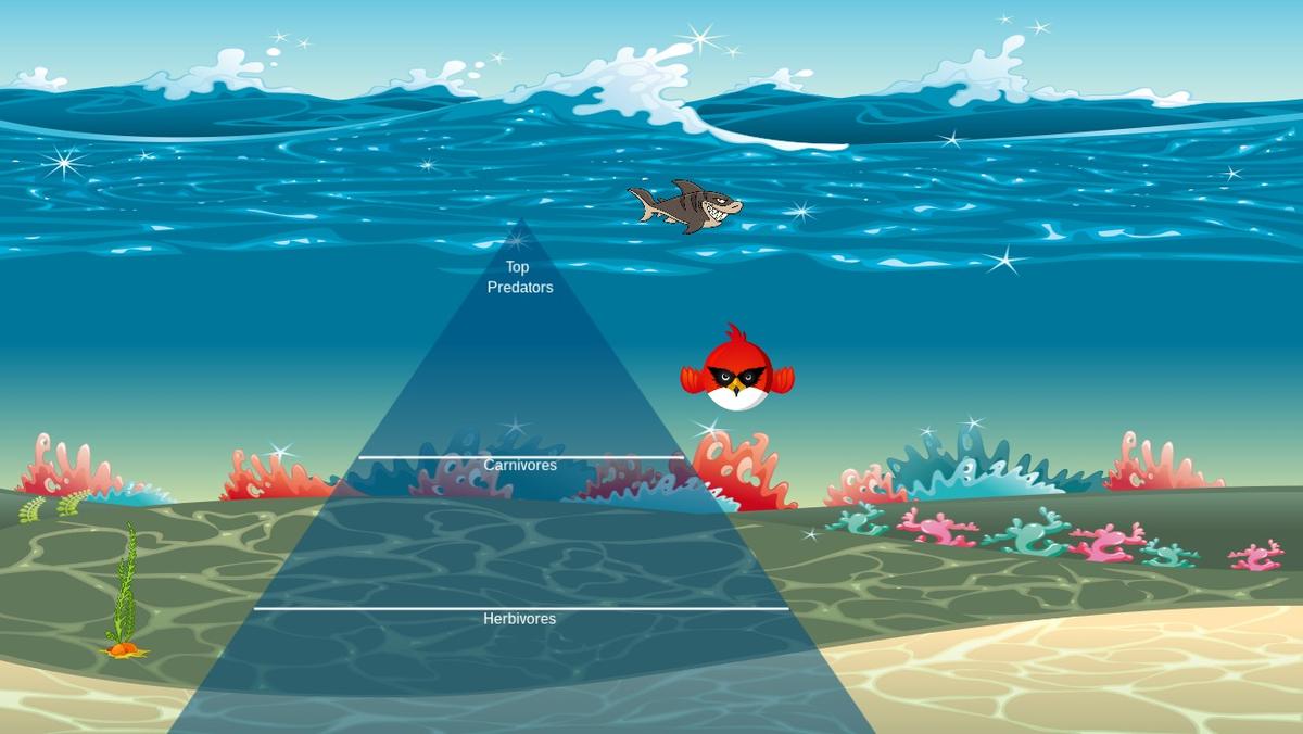 Ocean Ecological Pyramid