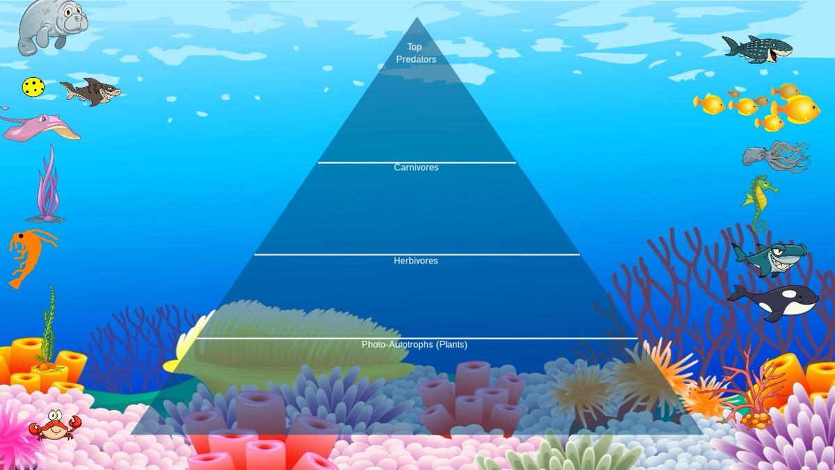 Ocean Ecological Pyramid