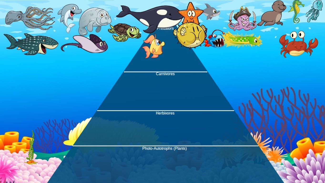 Ocean Ecological Pyramid