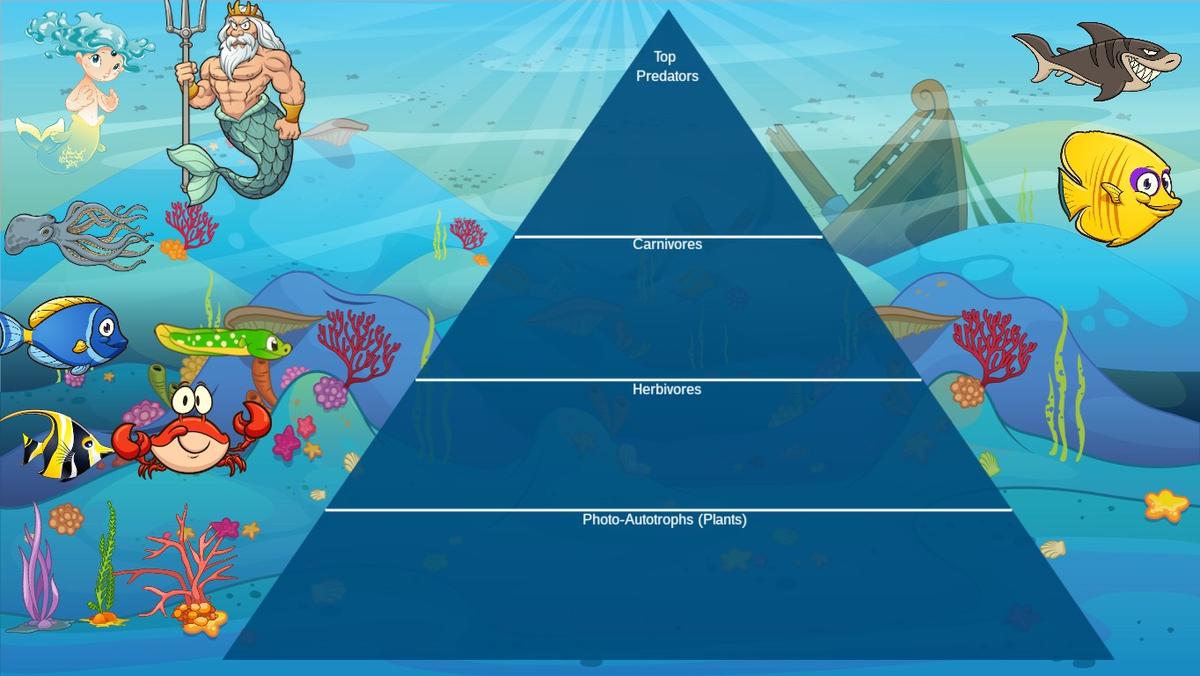 Ocean Ecological Pyramid