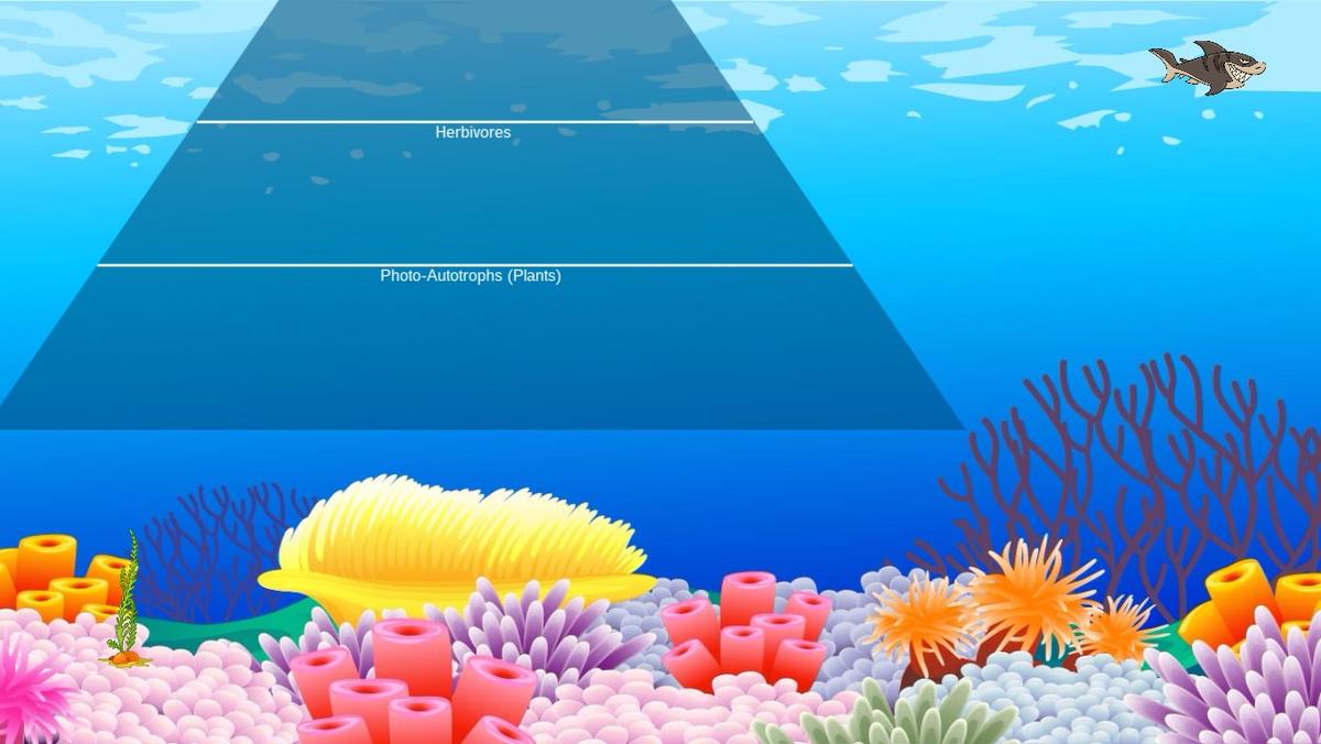 Ocean Ecological Pyramid