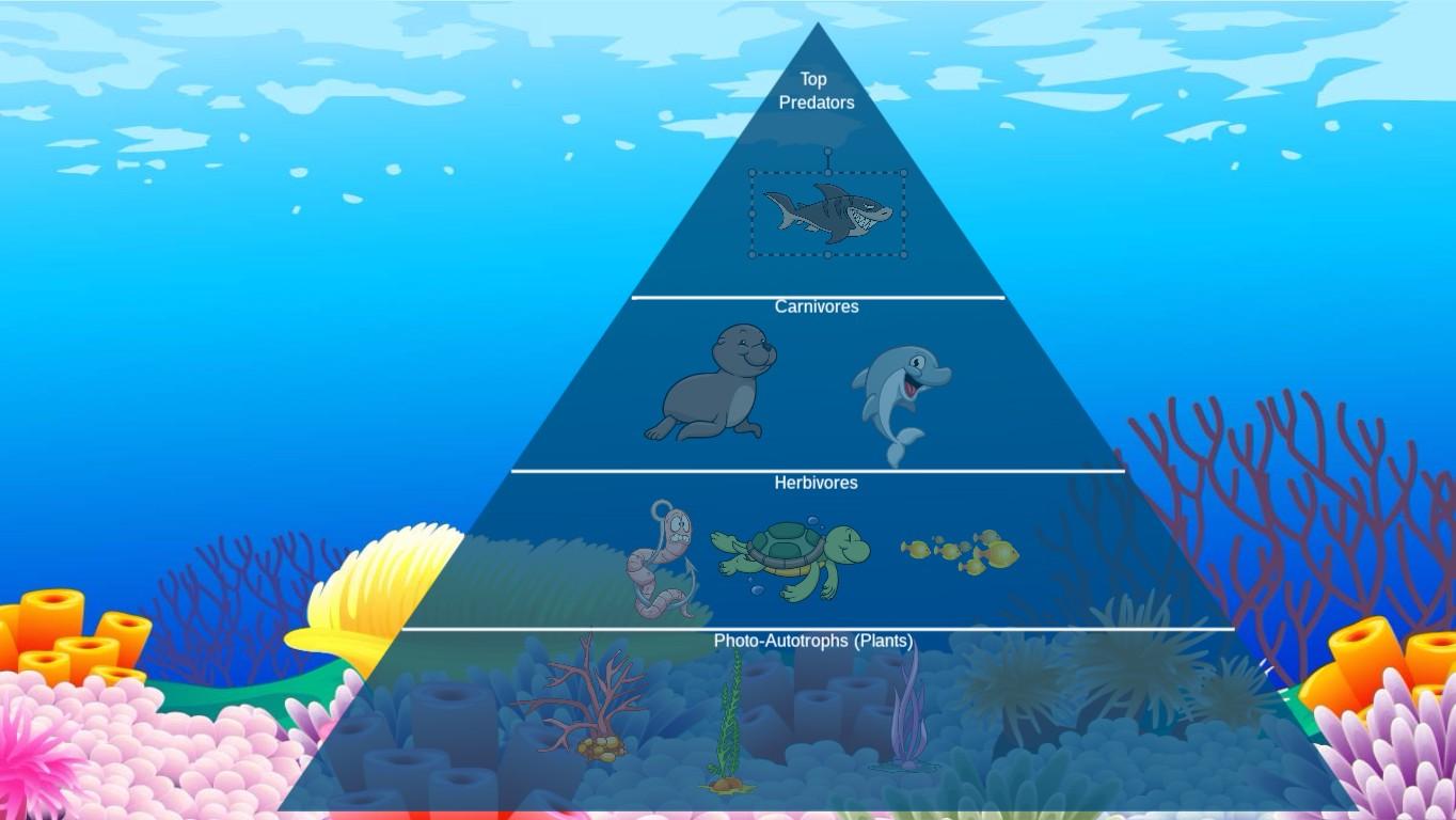 Ocean Ecological Pyramid