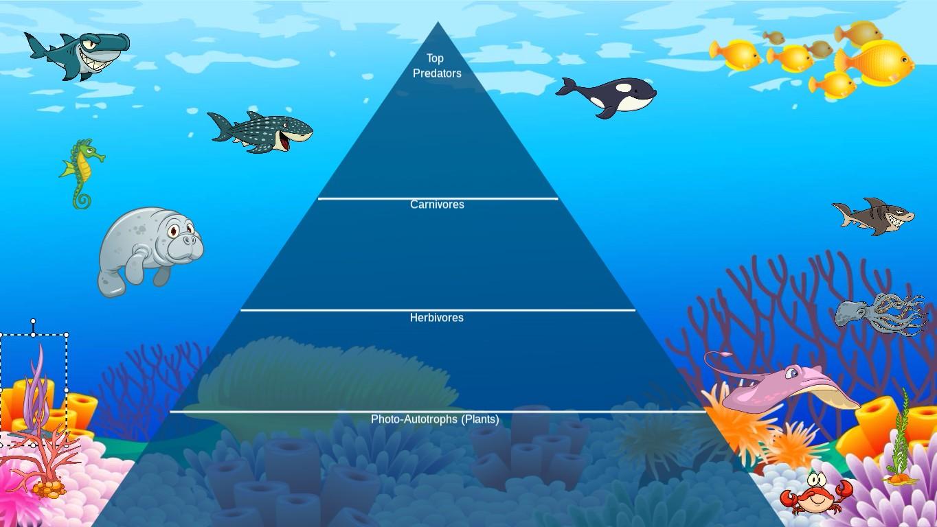 Ocean Ecological Pyramid