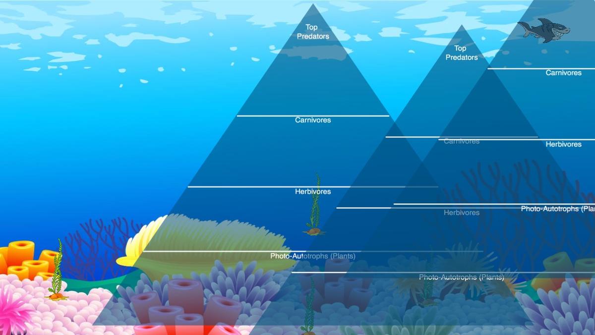 Ocean Ecological Pyramid