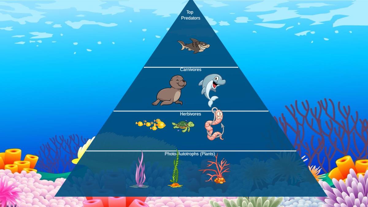 Ocean Ecological Pyramid