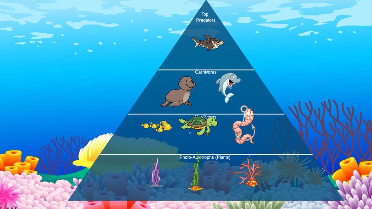 Ocean Ecological Pyramid