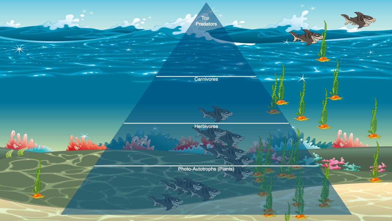 Ocean Ecological Pyramid