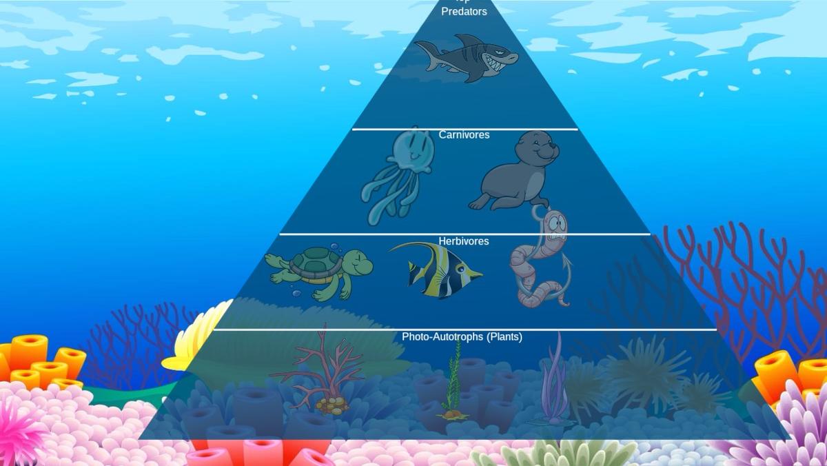 Ocean Ecological Pyramid