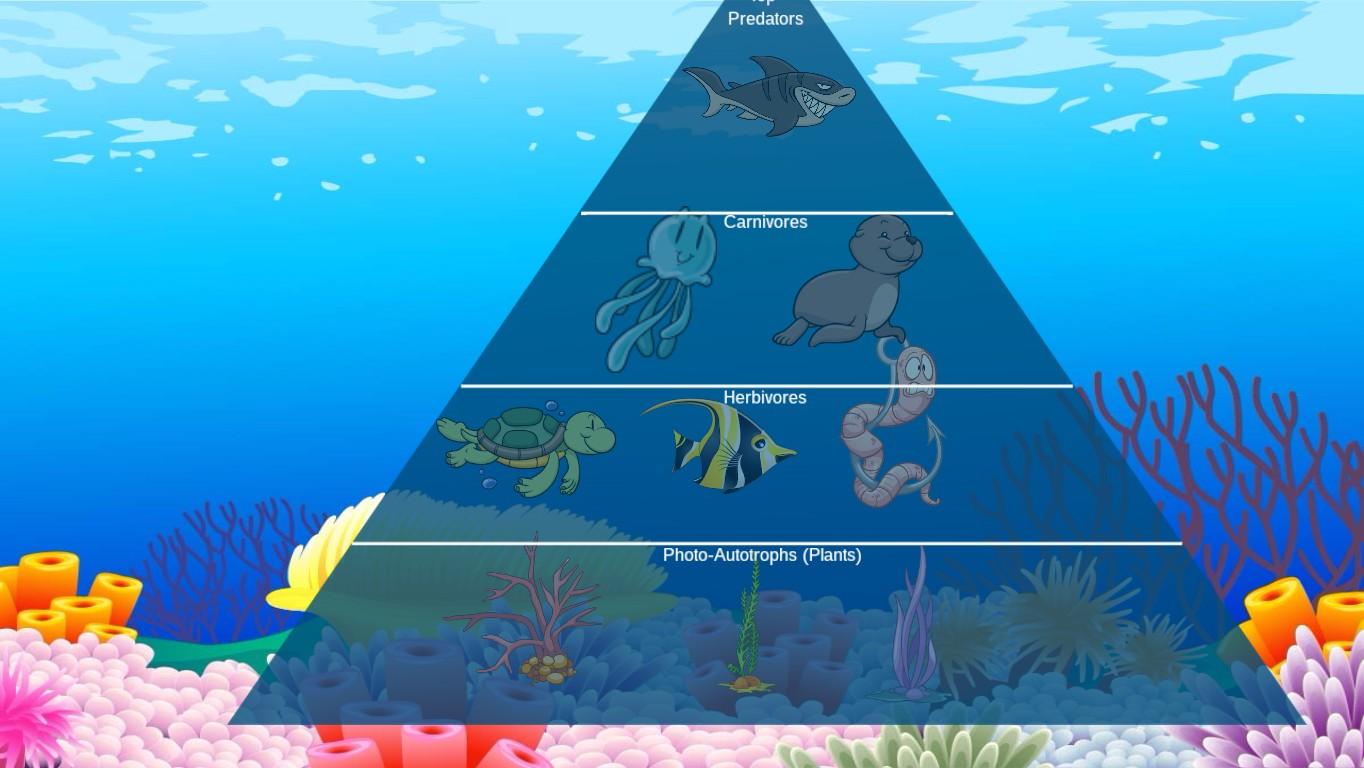 Ocean Ecological Pyramid