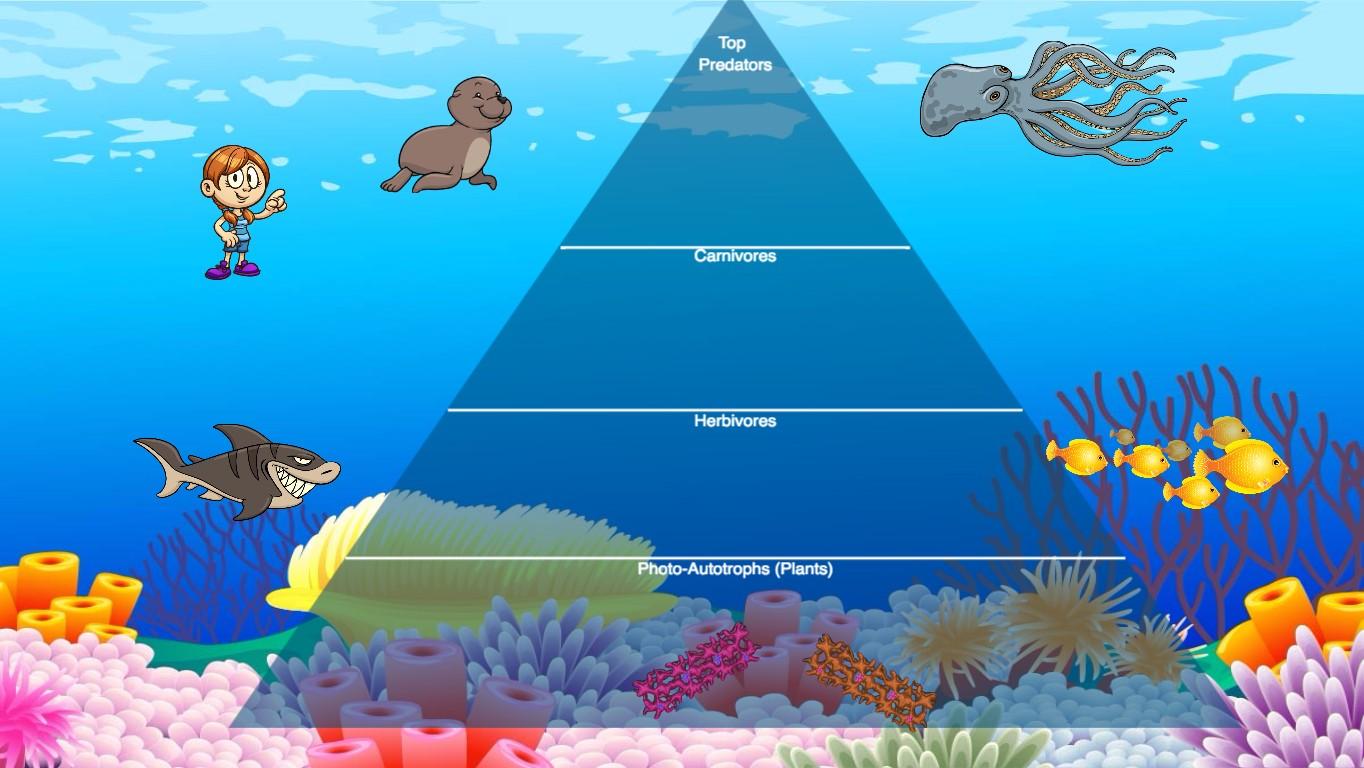 Ocean Ecological Pyramid