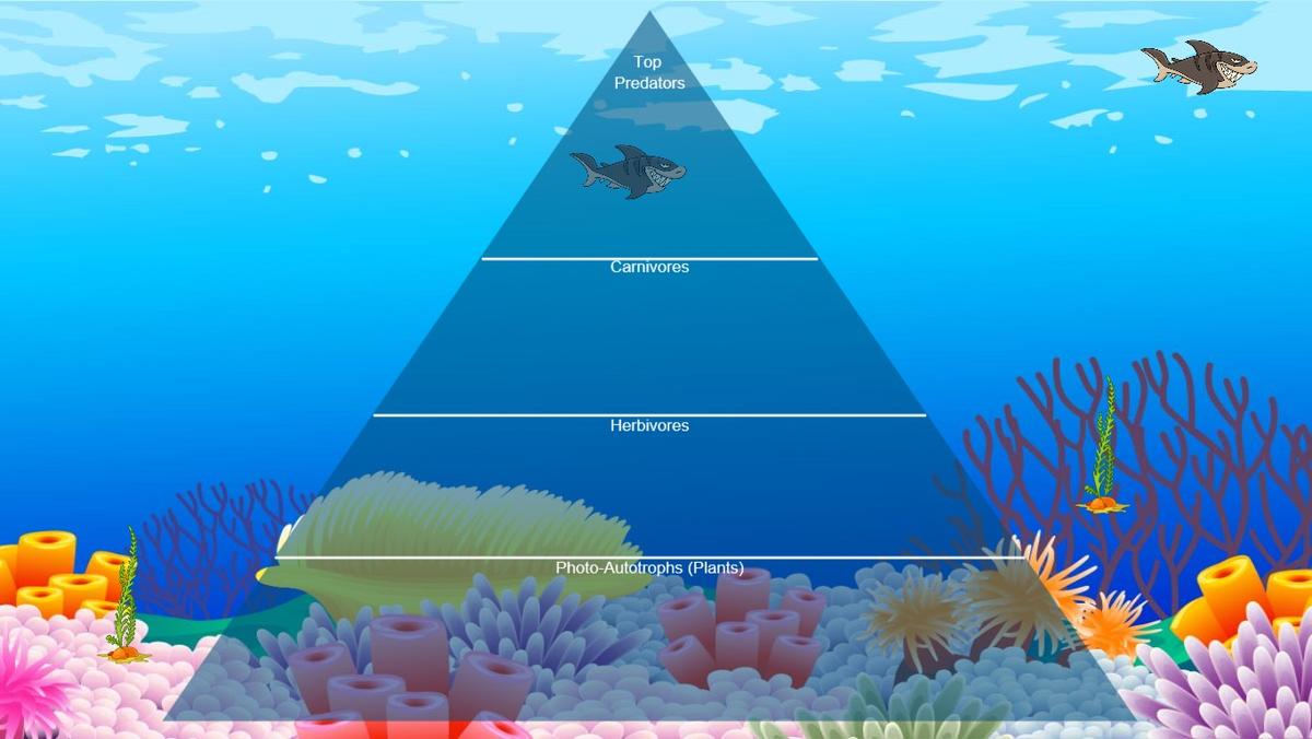 Ocean Ecological Pyramid