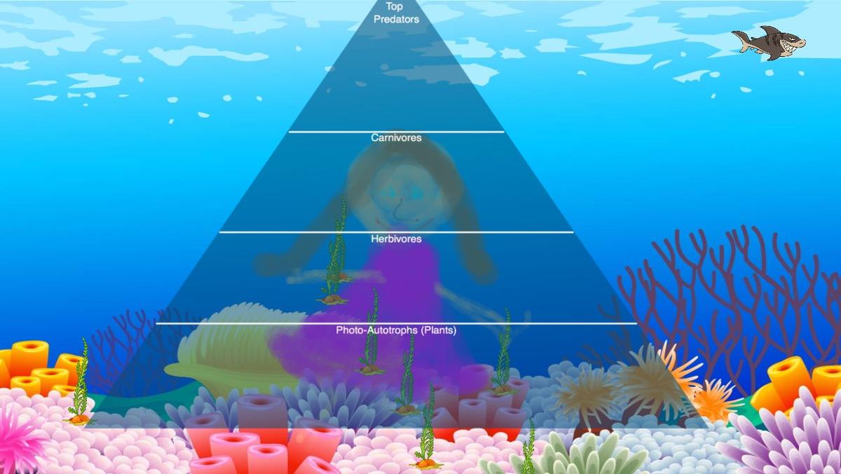 Ocean Ecological Pyramid