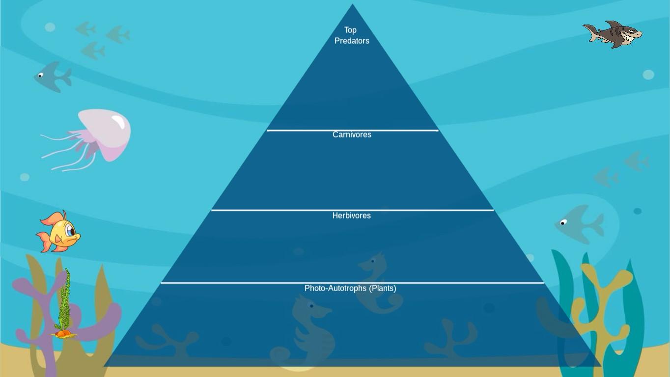 Ocean Ecological Pyramid