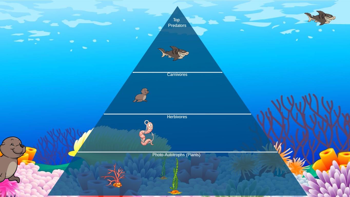 Ocean Ecological Pyramid