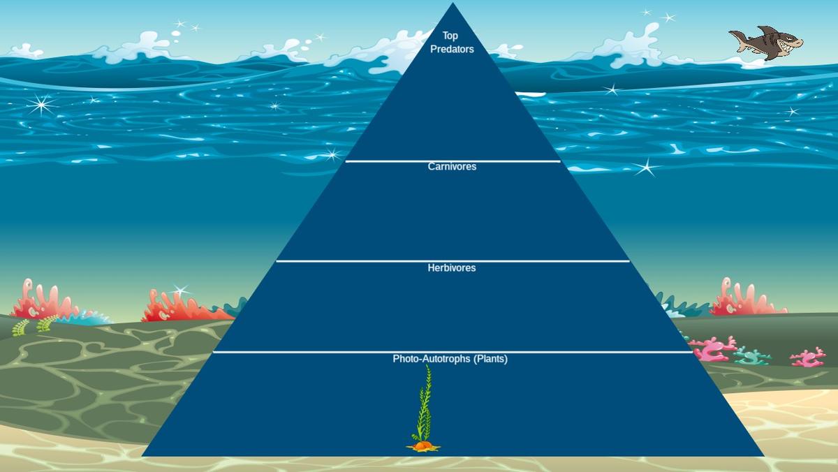 Ocean Ecological Pyramid