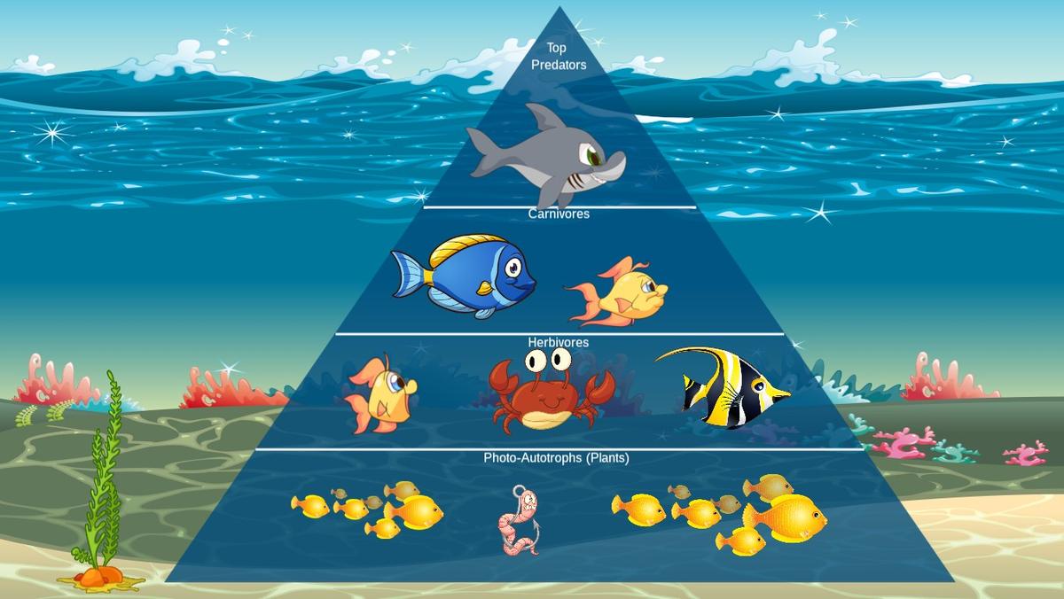 Ocean Ecological Pyramid