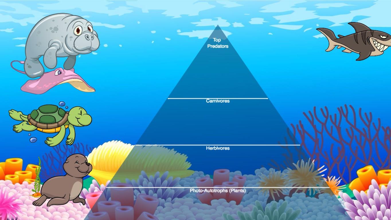 Ocean Ecological Pyramid