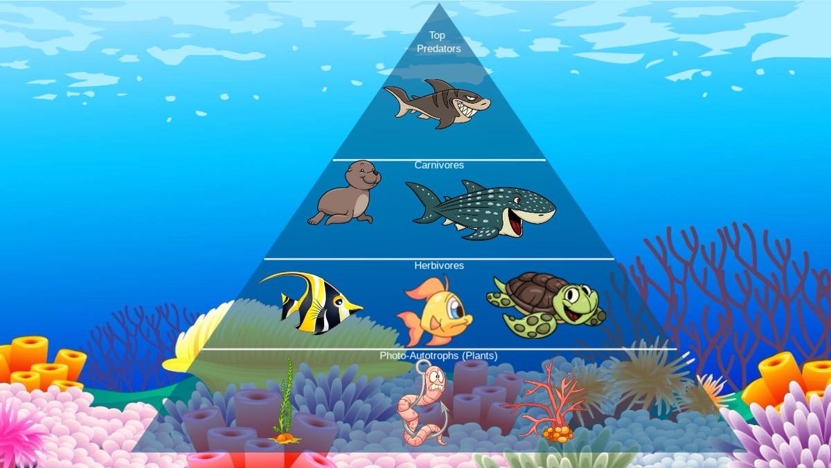 Ocean Ecological Pyramid