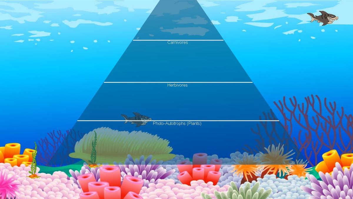 Ocean Ecological Pyramid