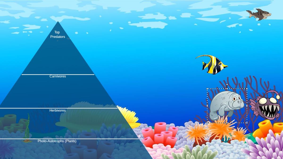 Ocean Ecological Pyramid