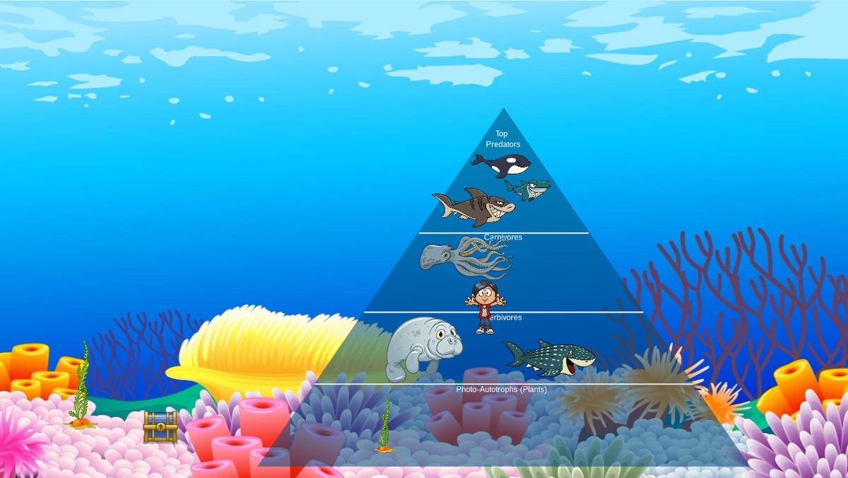 Ocean Ecological Pyramid