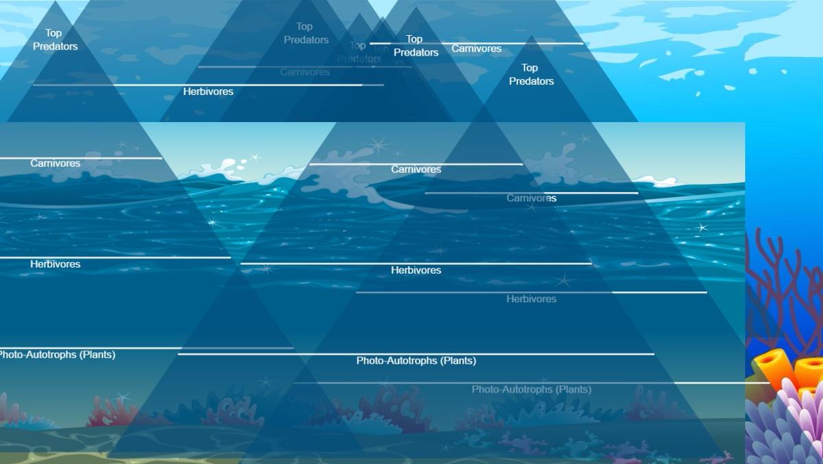 Ocean Ecological Pyramid