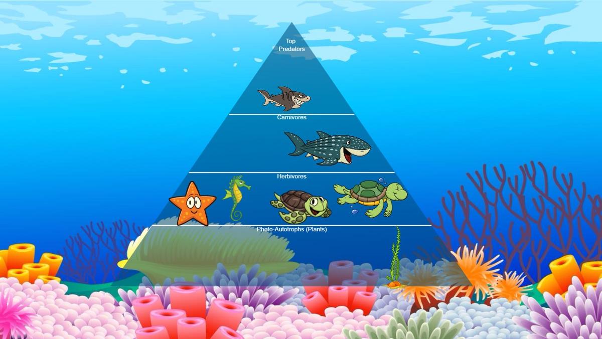 Ocean Ecological Pyramid