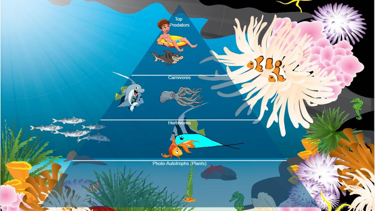 Ocean Ecological Pyramid