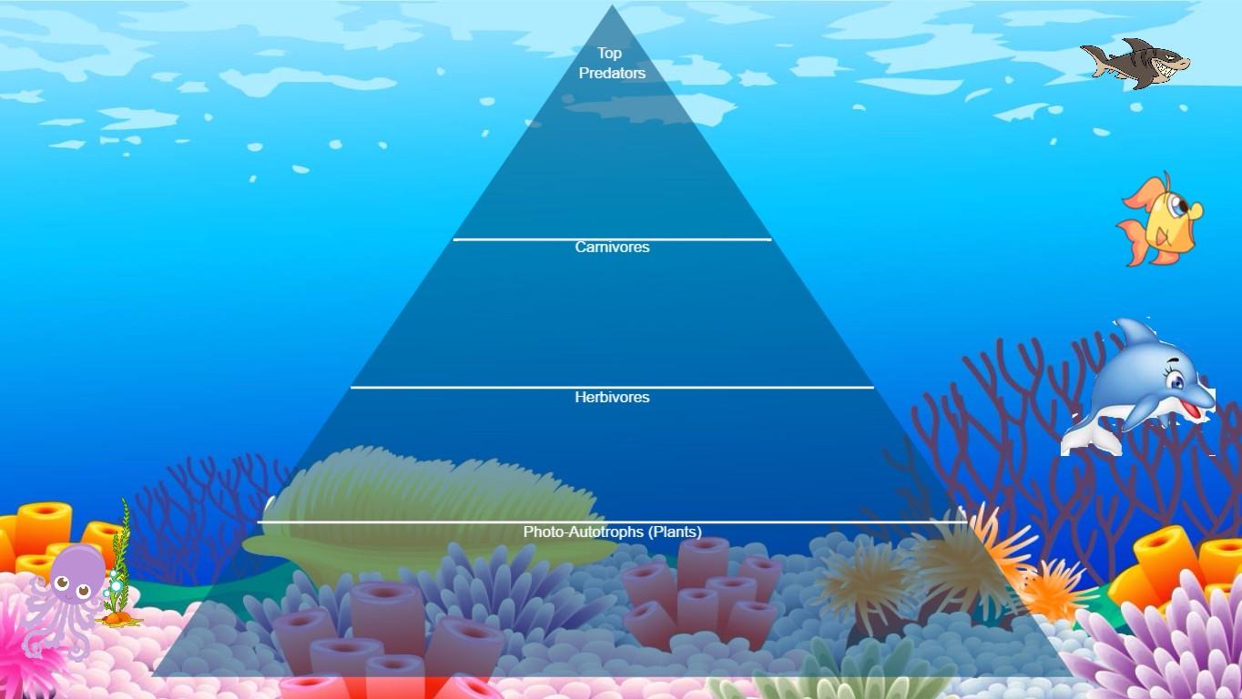 Ocean Ecological Pyramid