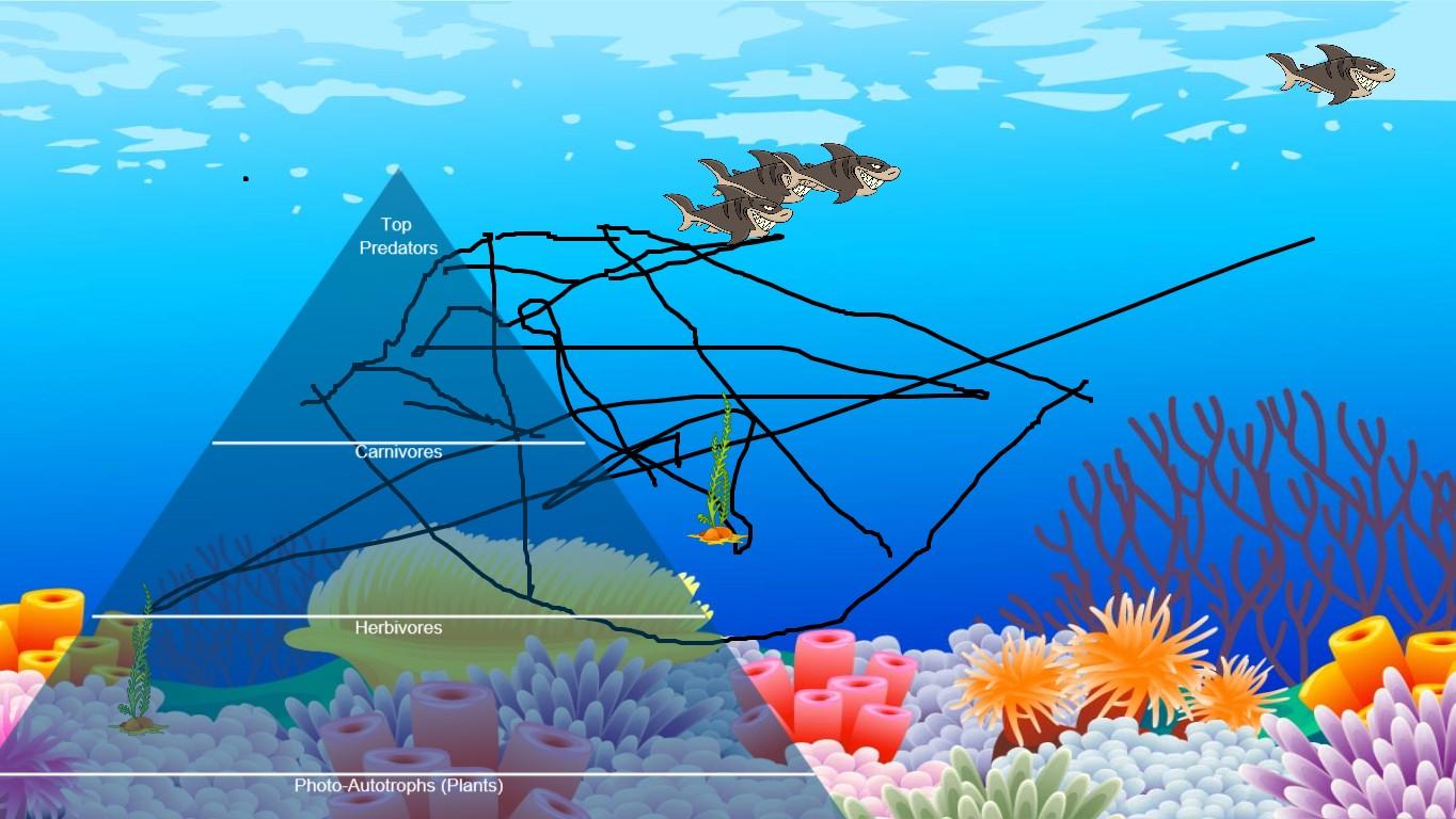 Ocean Ecological Pyramid