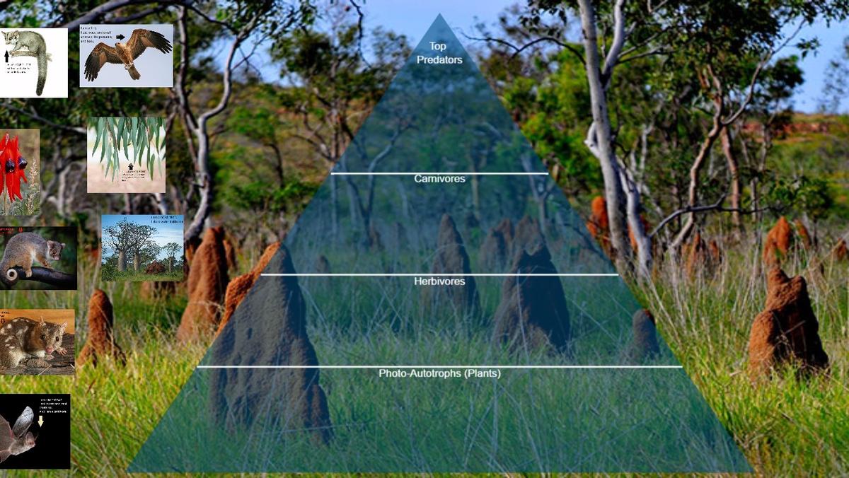 Ocean Ecological Pyramid