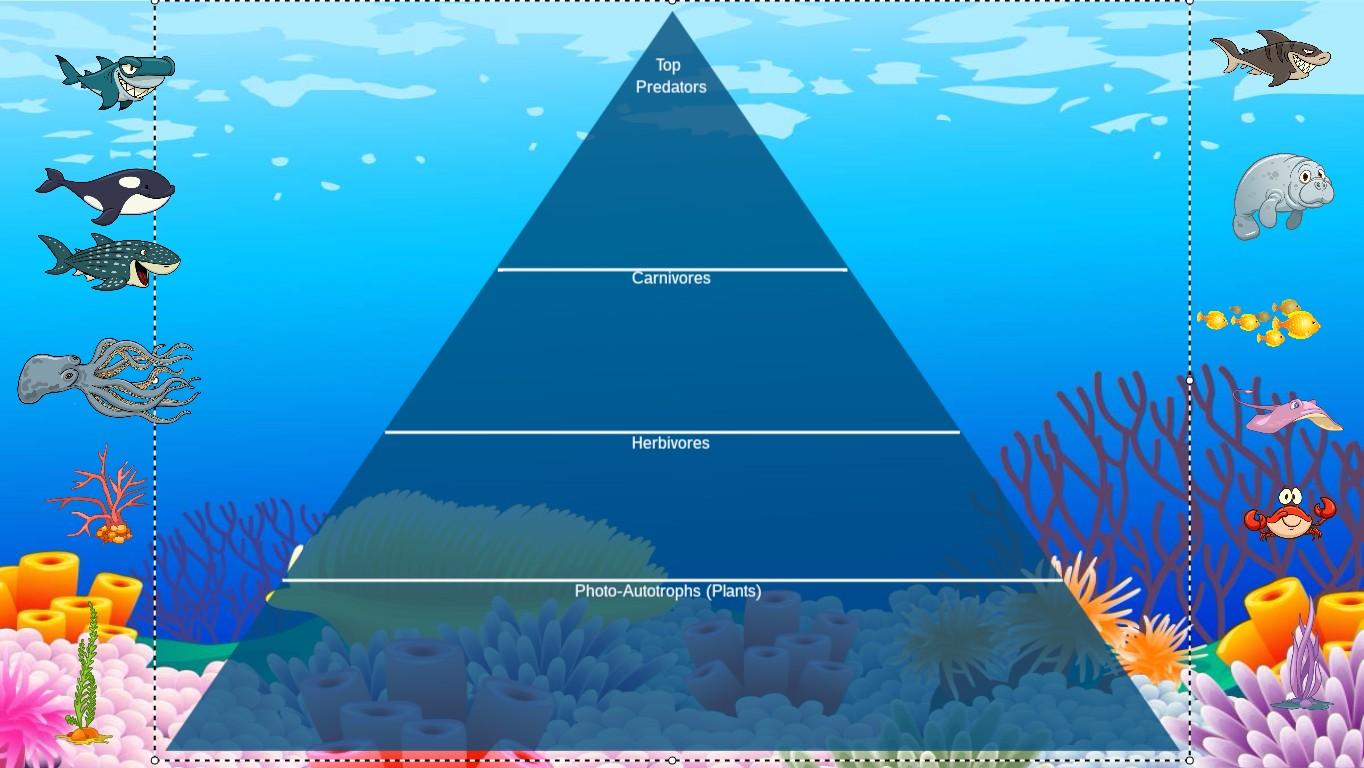 Ocean Ecological Pyramid