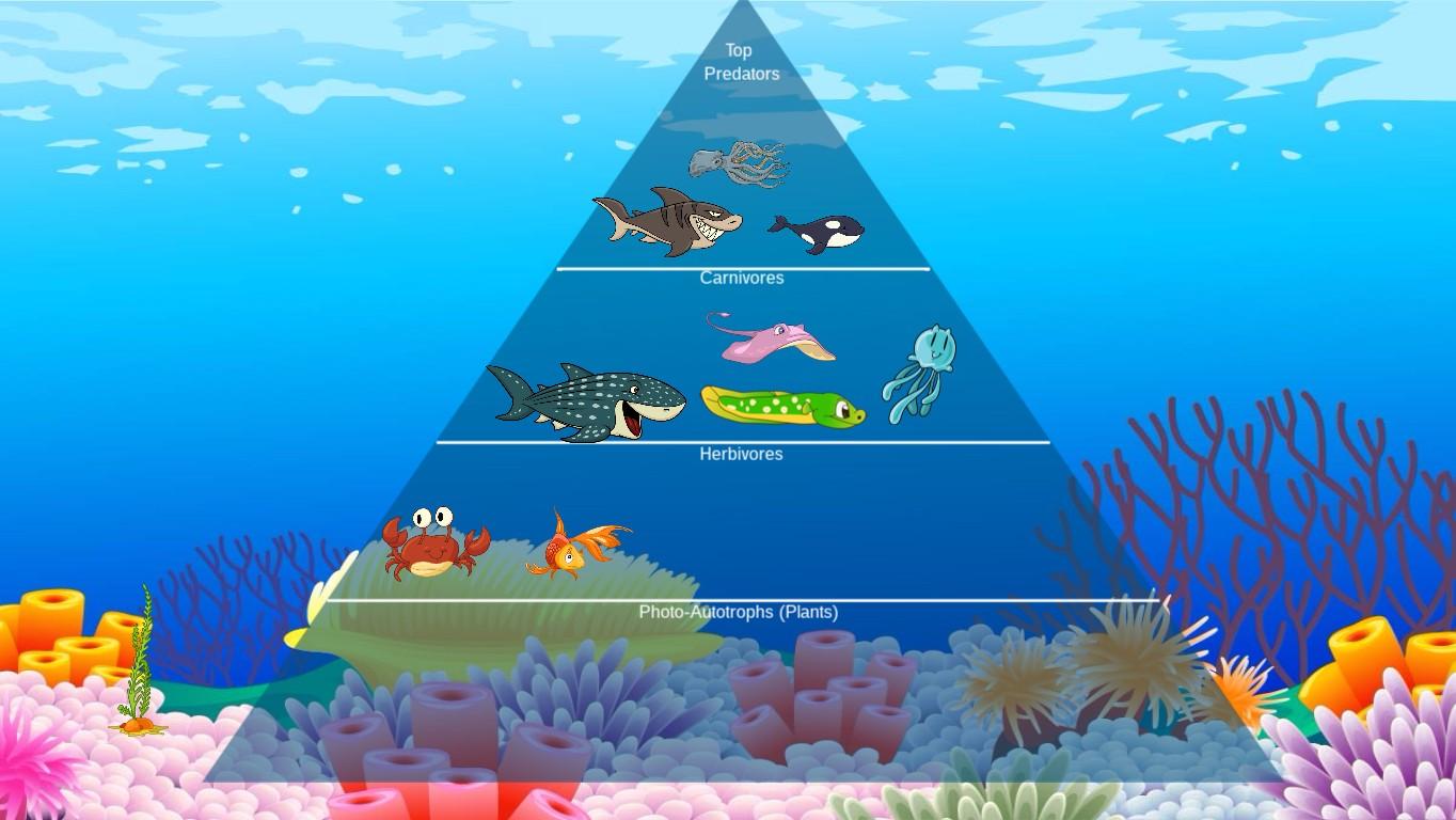 Ocean Ecological Pyramid