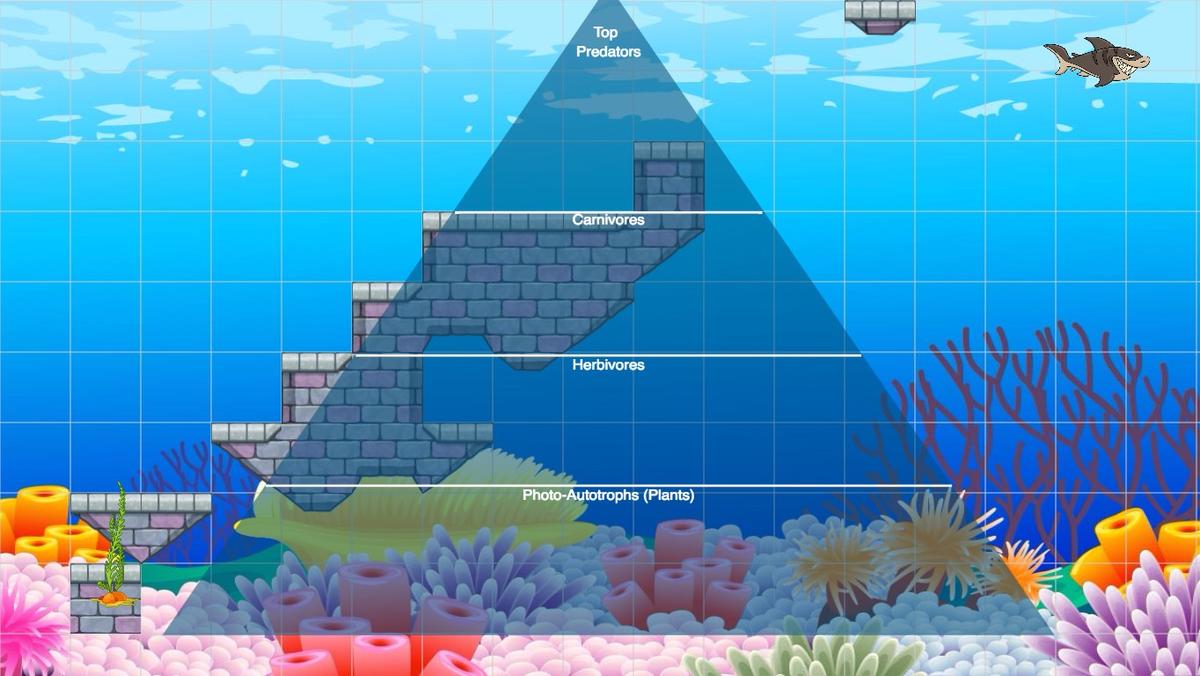 Ocean Ecological Pyramid