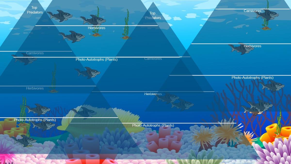 Ocean Ecological Pyramid