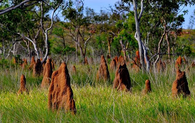 Australia Ecological Pyramid